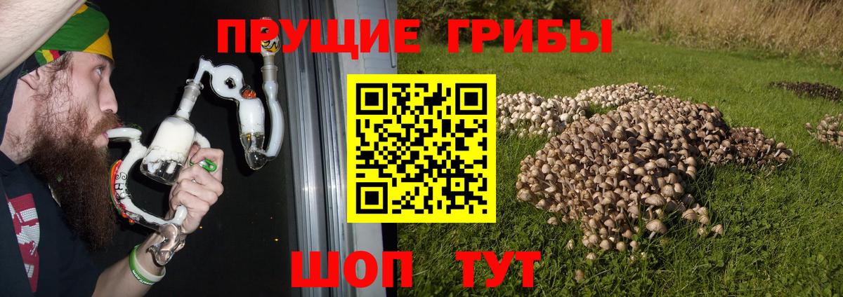 Галлюциногенные грибы Psilocybe Большой Камень